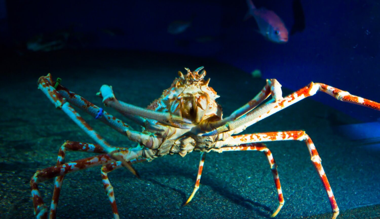 Морские глубины