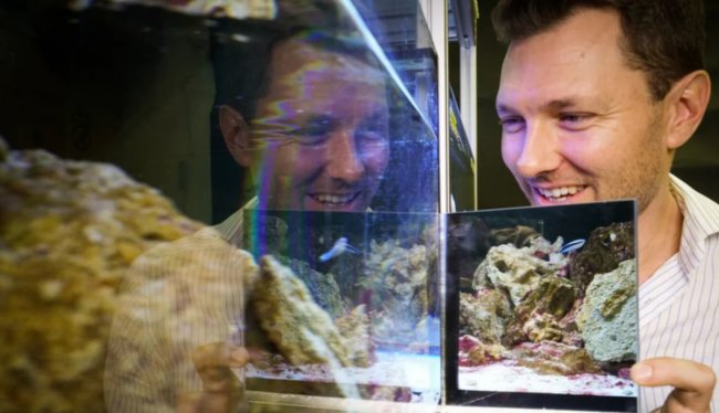 Эксперимент: узнают ли рыбы себя в зеркале? Фото.