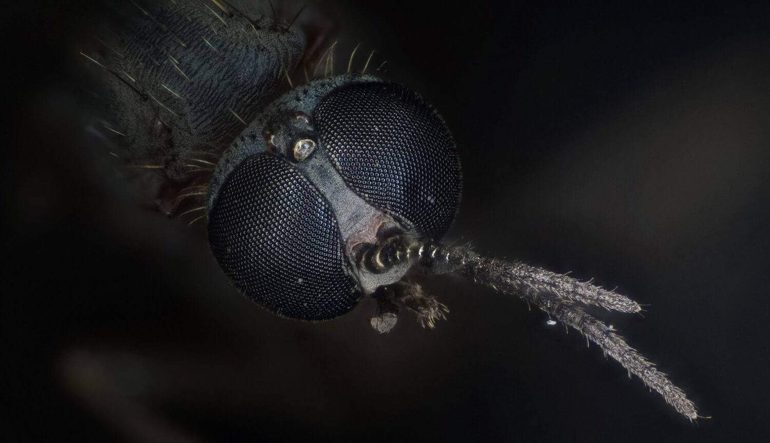 Ученые отучили комаров пить кровь и распространять болезни. Фото.