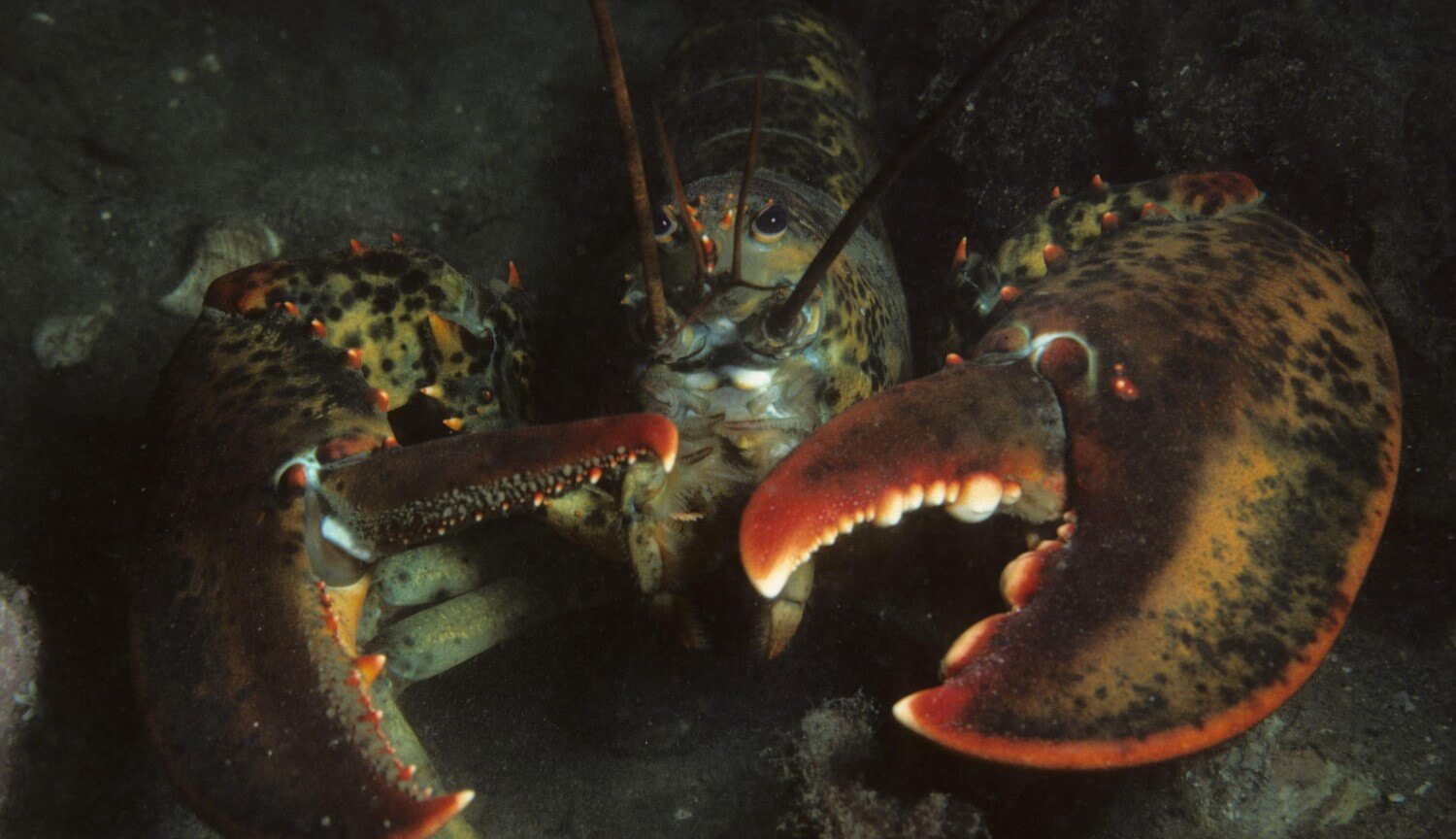 Лобстеры вдохновили учёных на создание «супергеройской» брони. Фото.