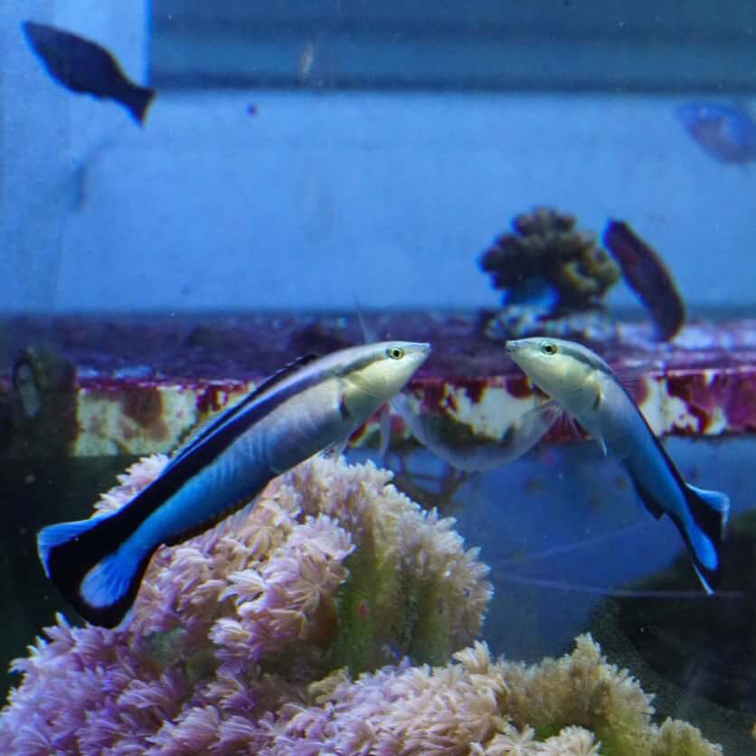 Эксперимент: узнают ли рыбы себя в зеркале? Фото.