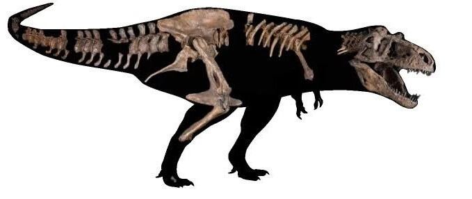 Тираннозавр «Скотти»