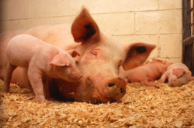 Выращивание человеческих органов у свиней. Что может пойти не так? Эти хрюшки могут сделать доя человека очень многое. Фото.