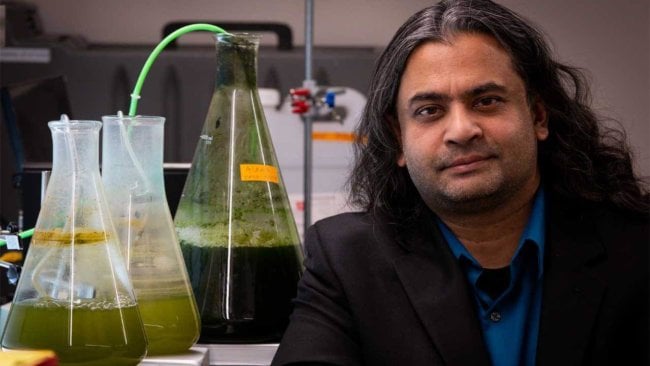 Ученые разработали дешевый способ производства биотоплива из водорослей. Фото.