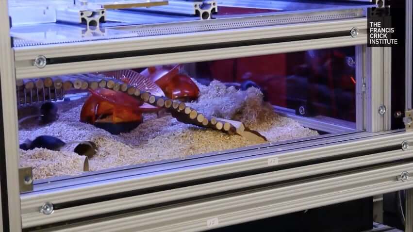 Лабораторные мыши смогут проходить испытания когда захотят. Фото.