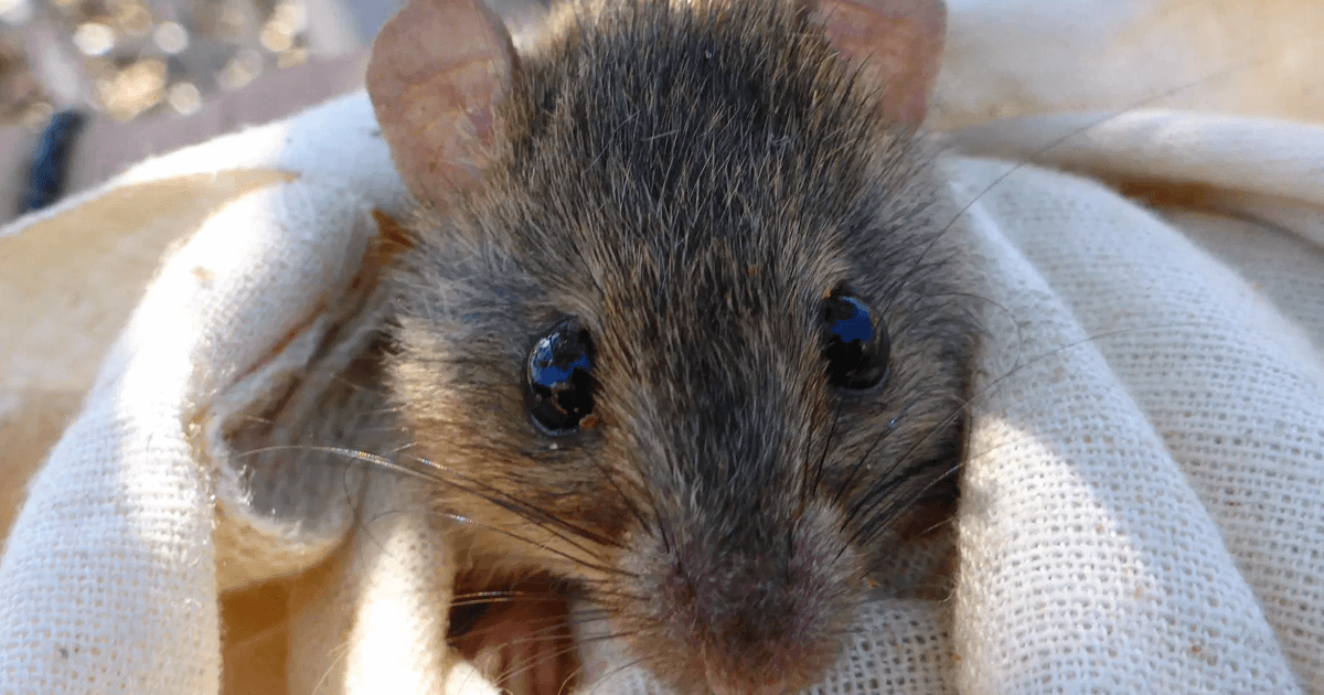 Официально подтверждено вымирание первого вида млекопитающего из-за глобального потепления. Фото.