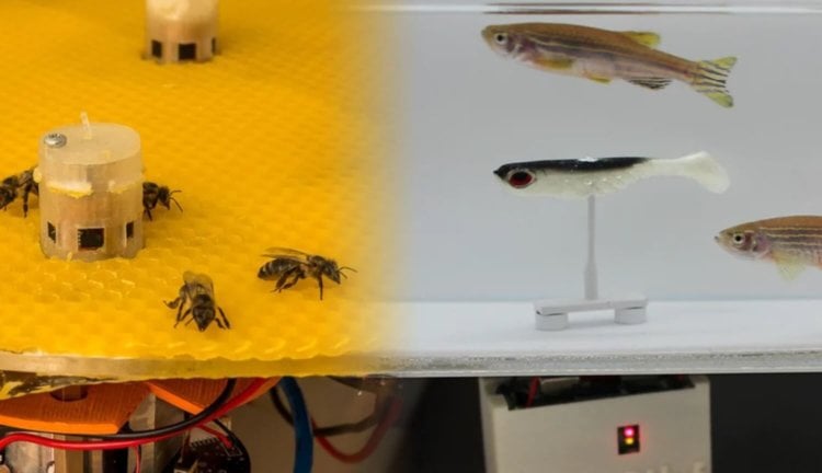 Рыбы и пчелы научились общаться при помощи роботов-переводчиков. Фото.