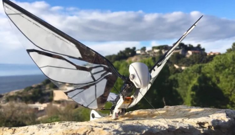 Этот робот почти неотличим от живых насекомых: взгляните сами. Фото.