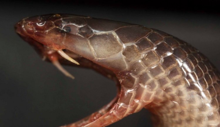 Обнаружен новый вид змей, способных атаковать даже не открывая рта. Фото.