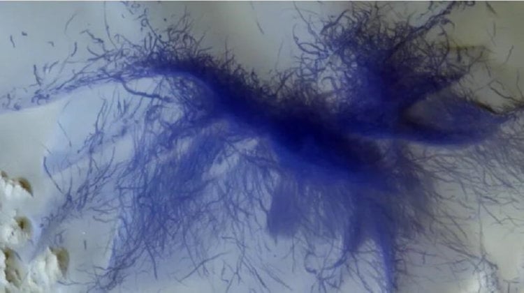 Европейский орбитальный модуль сфотографировал «волосатого синего паука» на Марсе. Фото.
