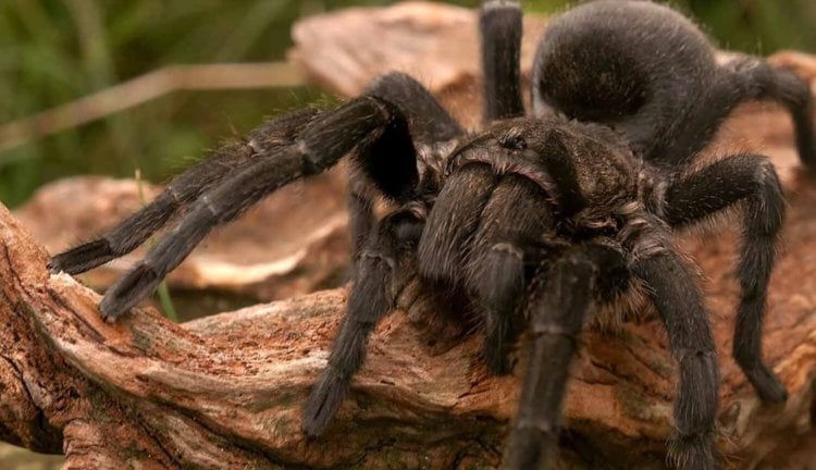 #Видео | Гигантские пауки оказались причиной смертности многих животных. Фото.