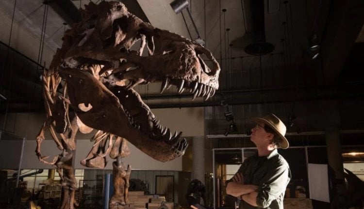 Палеонтологи обнаружили самого крупного и взрослого тираннозавра в истории. Фото.