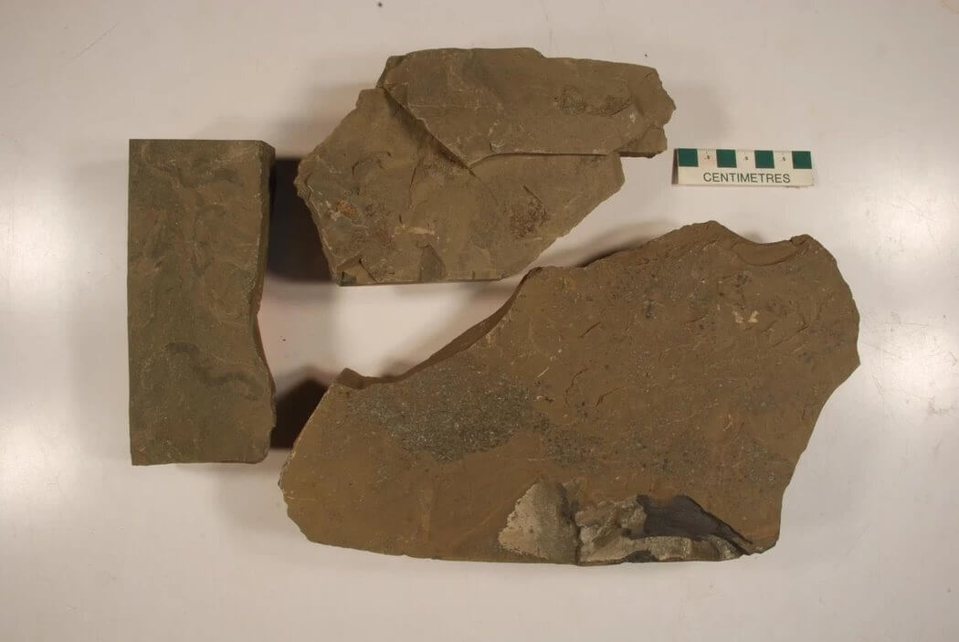 Хищные черви