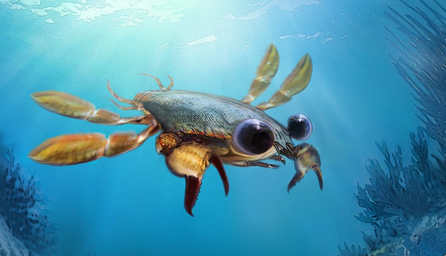 Callichimaera perplexa
