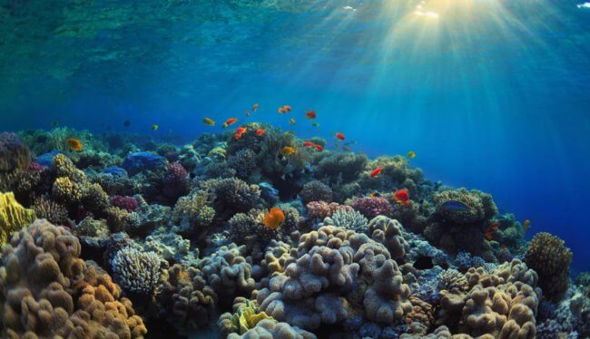 Маленький образец воды может рассказать о биологическом разнообразии морей и океанов. Фото.