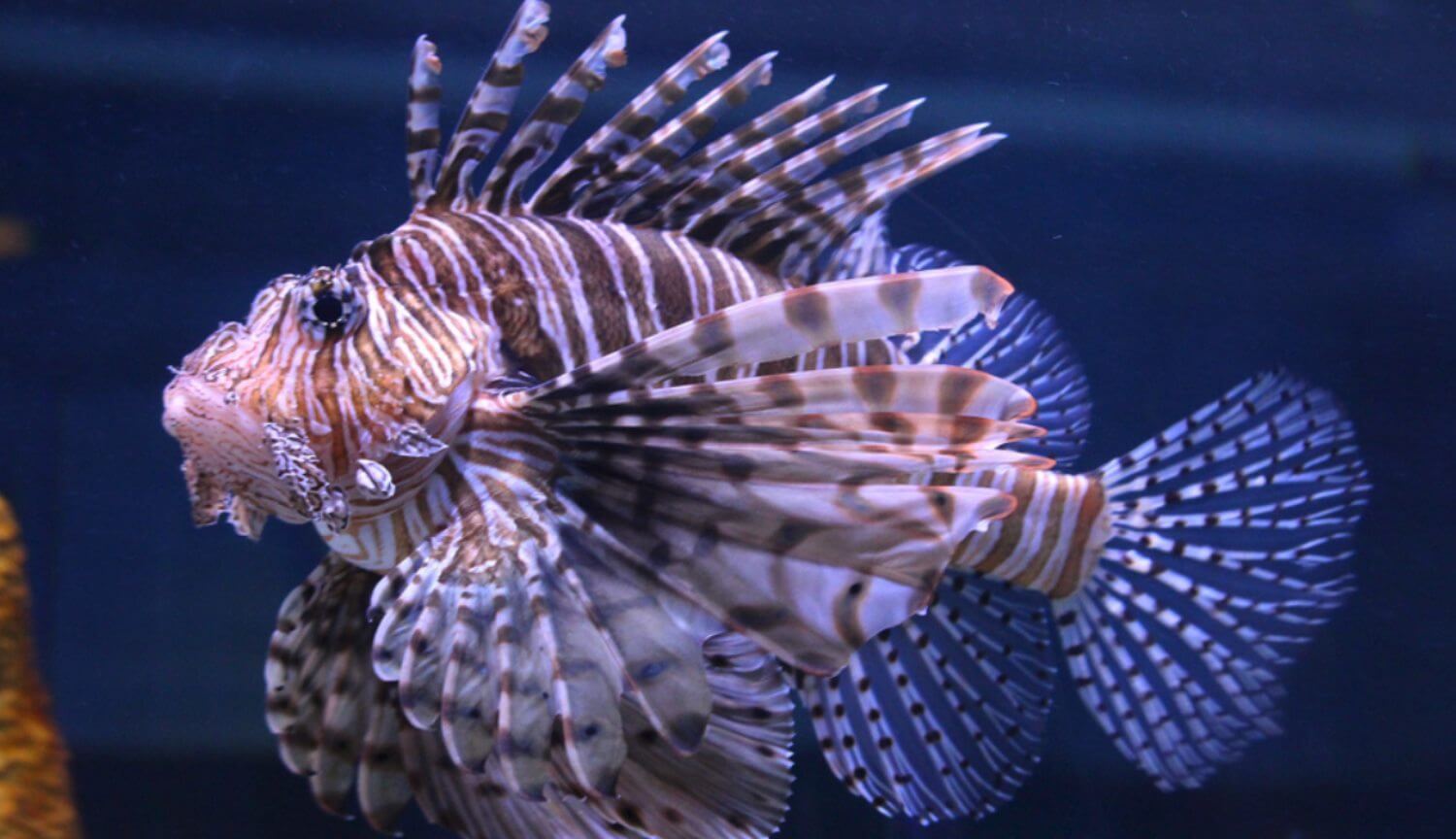 Ученые улучшили технологию слежения за крупными рыбами и анализа морской воды. Фото.