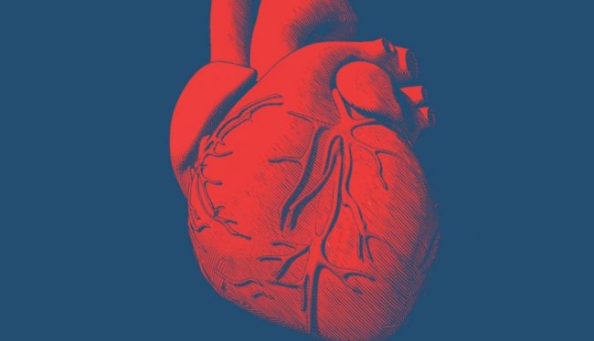Представлено первое в мире сердце, напечатанное на 3D-принтере из человеческих тканей. Фото.