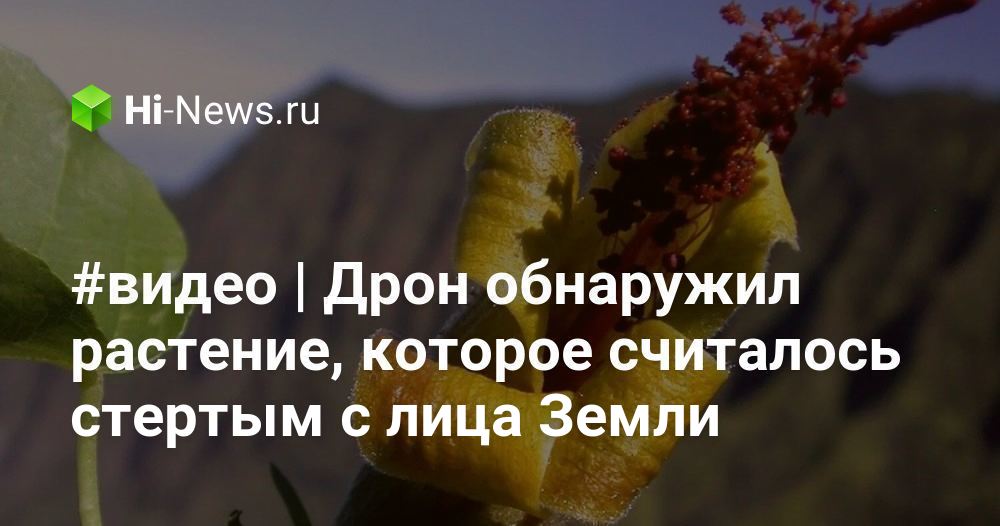 Ворсянка. Непентес стыдливый. Непентес алата. The rarest plants of hawaii. Непентес гигантский.