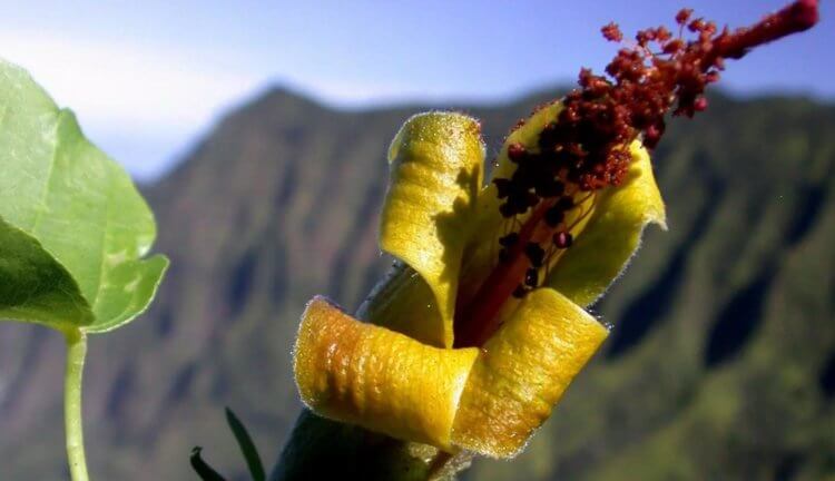 Hibiscadelphus woodii