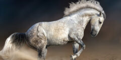 Жидкая кровь вымершей 42 000 лет назад лошади позволит создать ее клона. Фото.