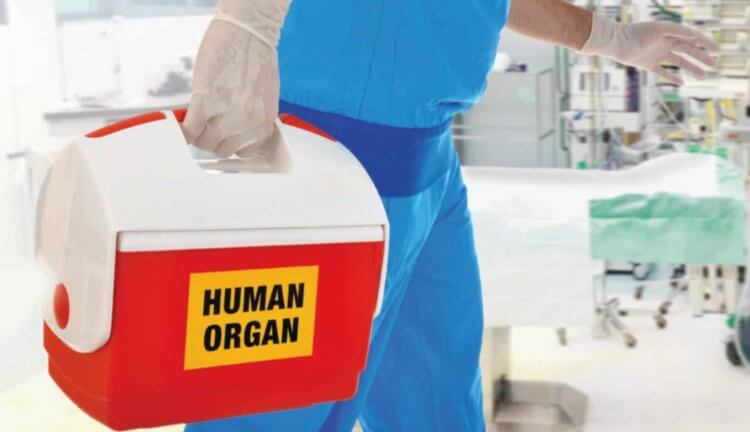 Создана технология для полного истребления вирусов в донорских органах. Фото.