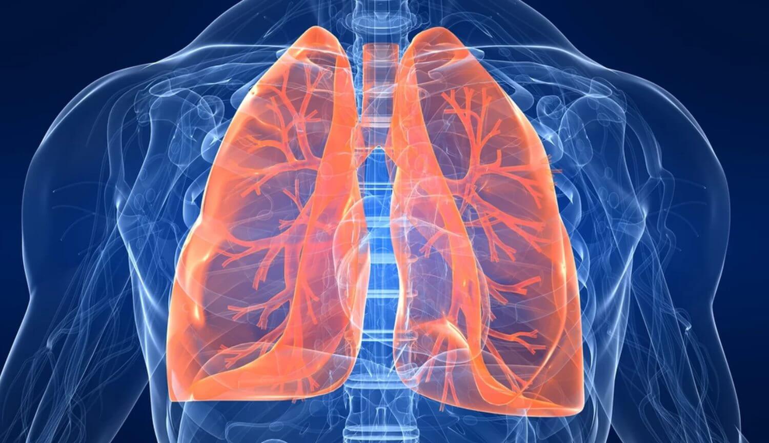 Легкие человека