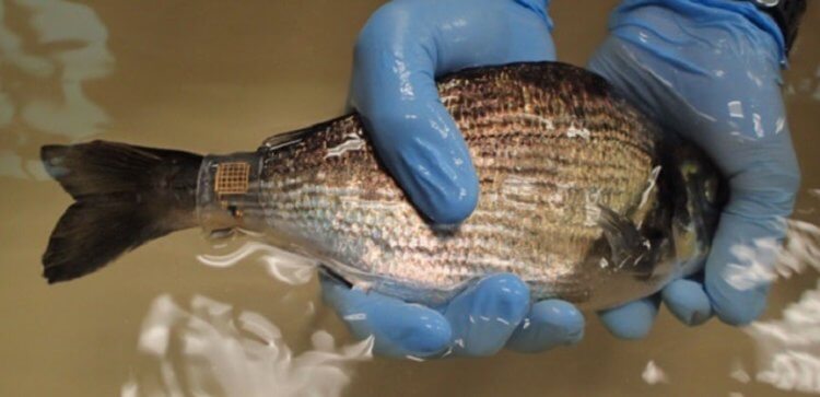 Ученые улучшили технологию слежения за крупными рыбами и анализа морской воды. Фото.