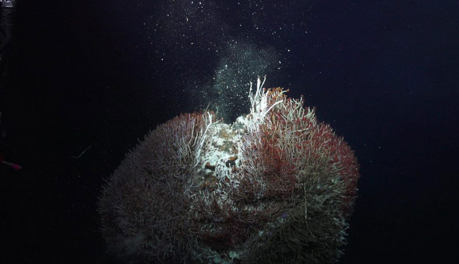#видео | Под грудами океанического мусора найдены радужные минеральные башни. Фото.