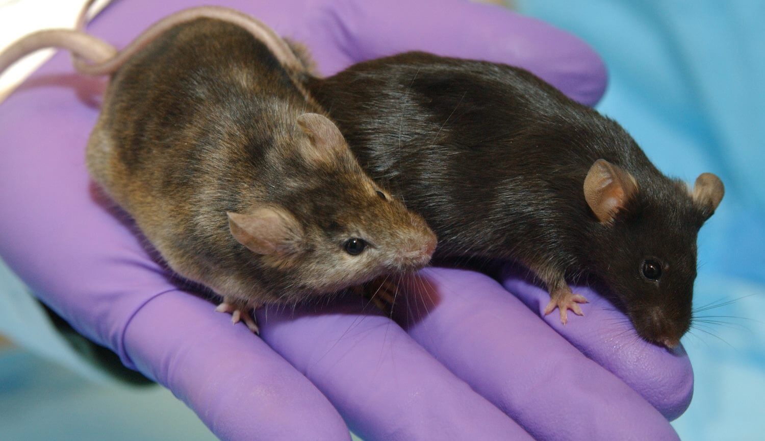 #видео | Мыши в невесомости ведут себя странно. #видео | Мыши в невесомости ведут себя странно. Фото.