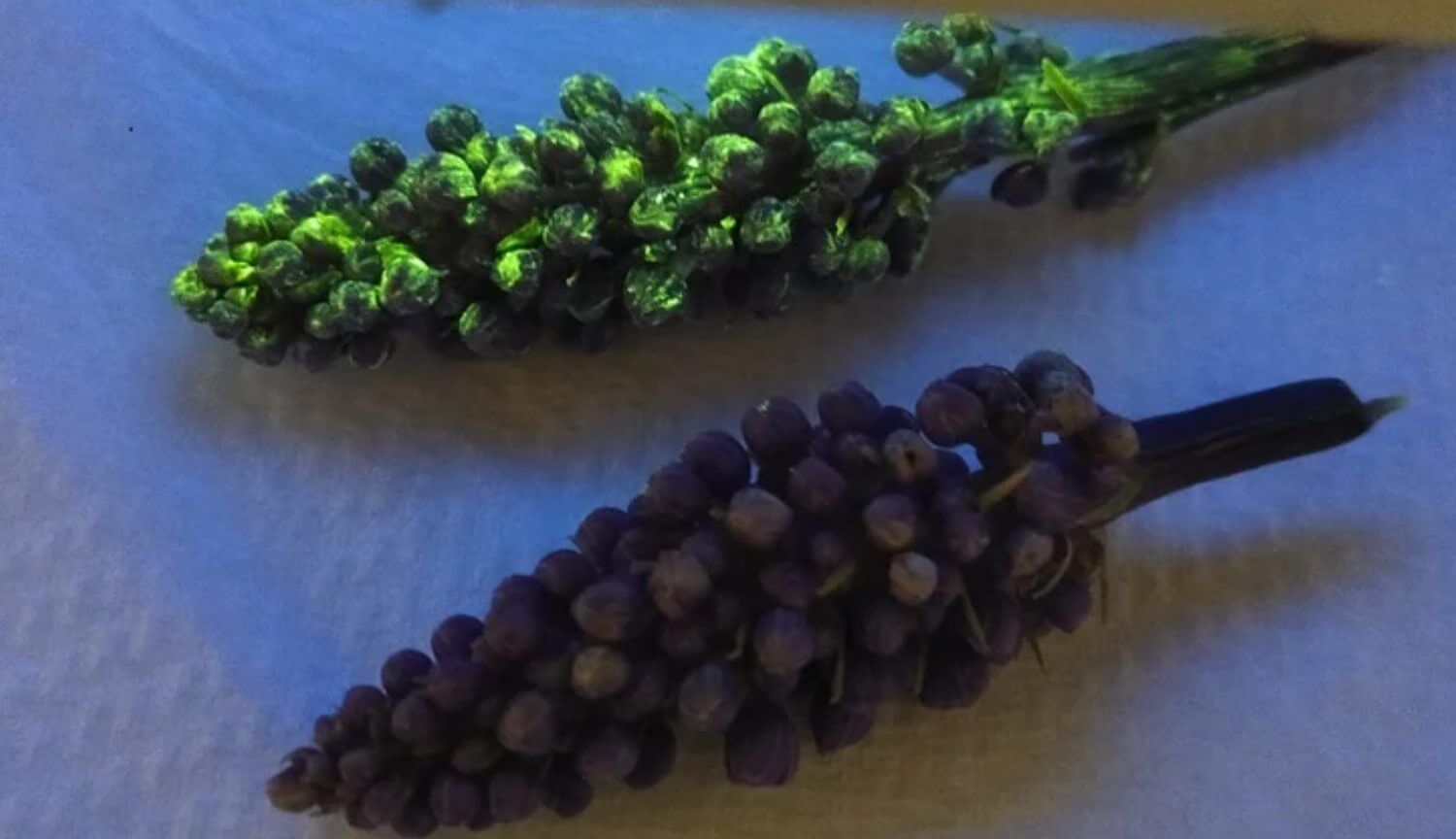 Растения научились распознавать химические вещества и выживать на Марсе. Фото.