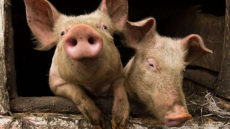 Новости высоких технологий: первое в мире сердце, напечатанное на 3D-принтере. Фото.