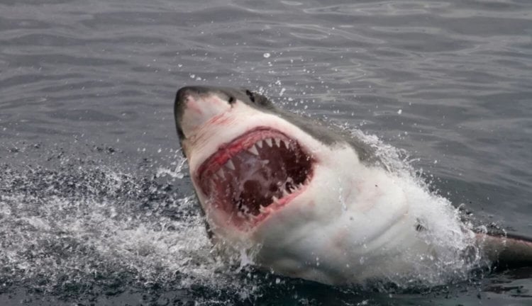 Белые акулы могут выдержать многое — даже содержание тяжелых металлов в крови. Фото.