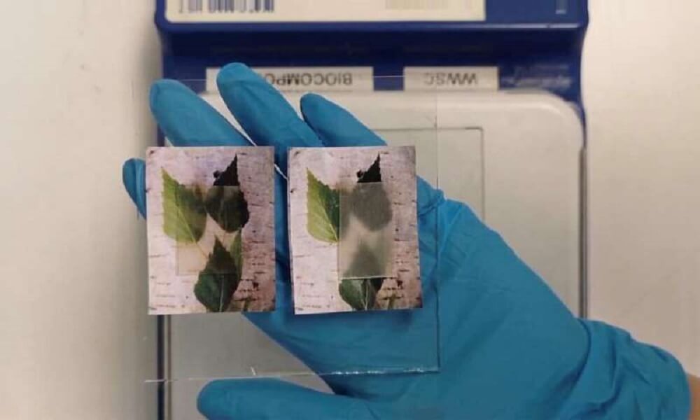 В будущем здания будут строить из прозрачной древесины. Технологии готовы! Фото.