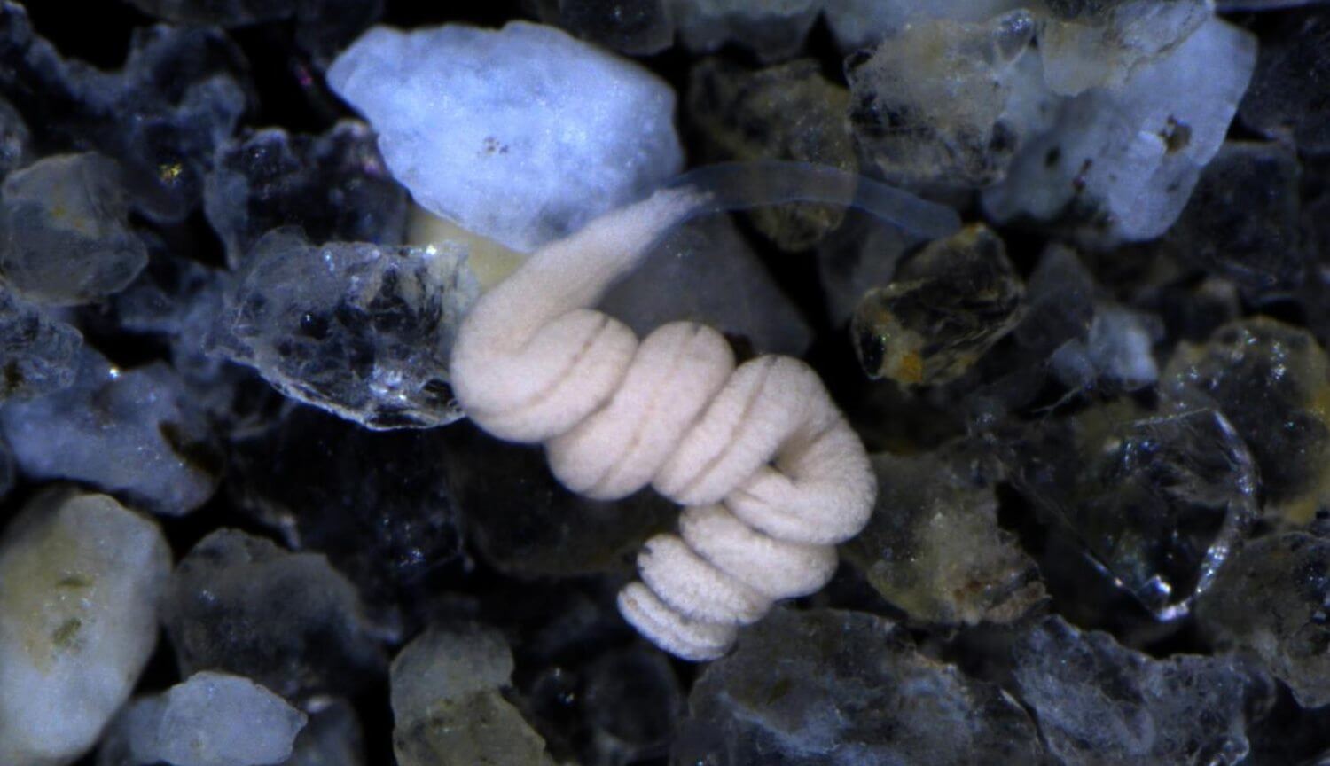 Червь Paracatenula