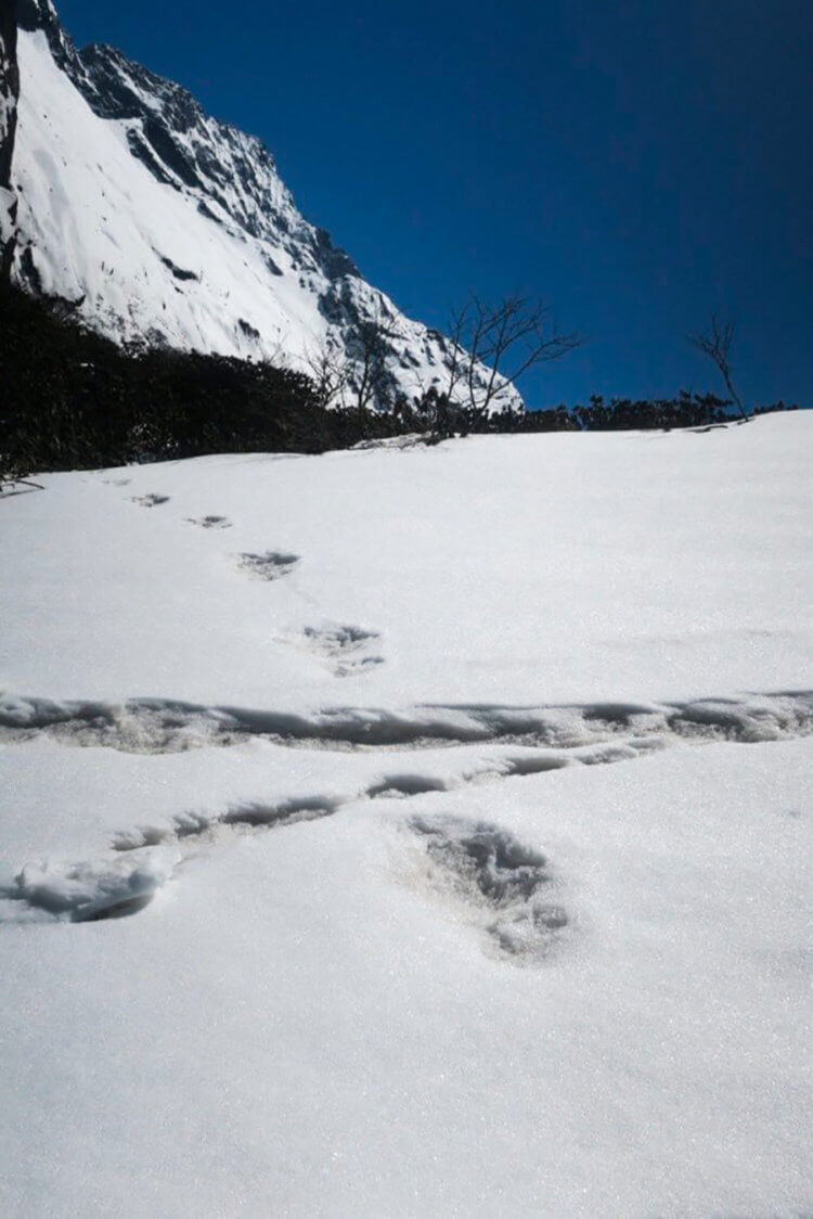 Индийская армия заявила о находке следов гималайского «снежного человека». Фото.