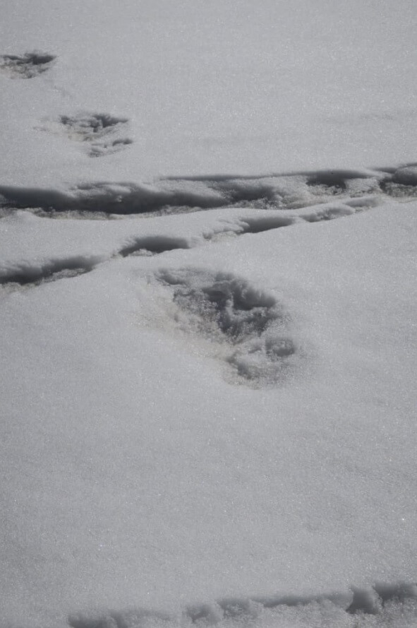Индийская армия заявила о находке следов гималайского «снежного человека». Фото.