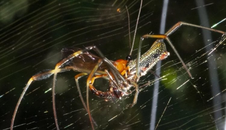 Осы превращают пауков в «зомби» при помощи стероидного гормона. Фото.
