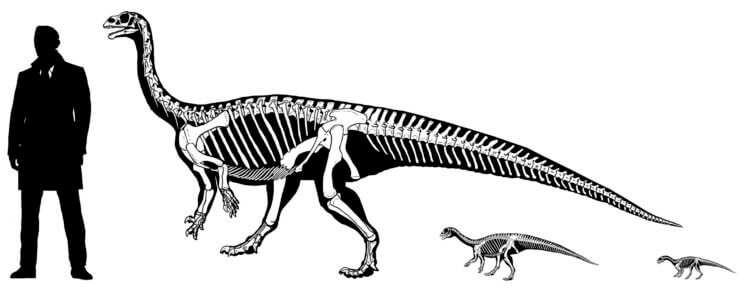 Детеныши динозавров ползали на четвереньках прямо как люди. Фото.