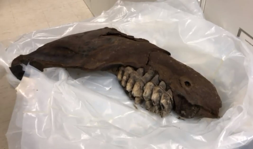 Кость мастодонта на американской ферме может привлечь ученых со всего мира. Фото.