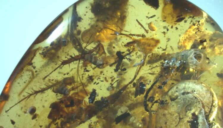 Крохотный фрагмент янтаря хранил останки 40 разных существ миллионы лет. Фото.