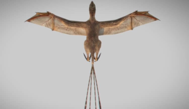 Эволюция провела эксперимент, создав динозавра с крыльями летучей мыши. Фото.