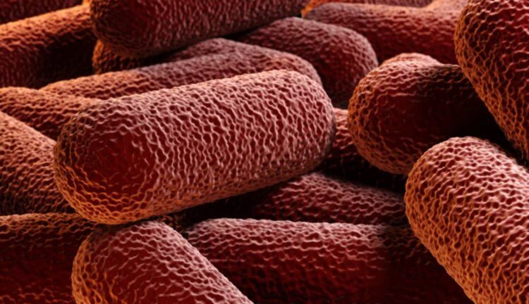 Найден способ уничтожения двойной защиты бактерий от антибиотиков. Фото.