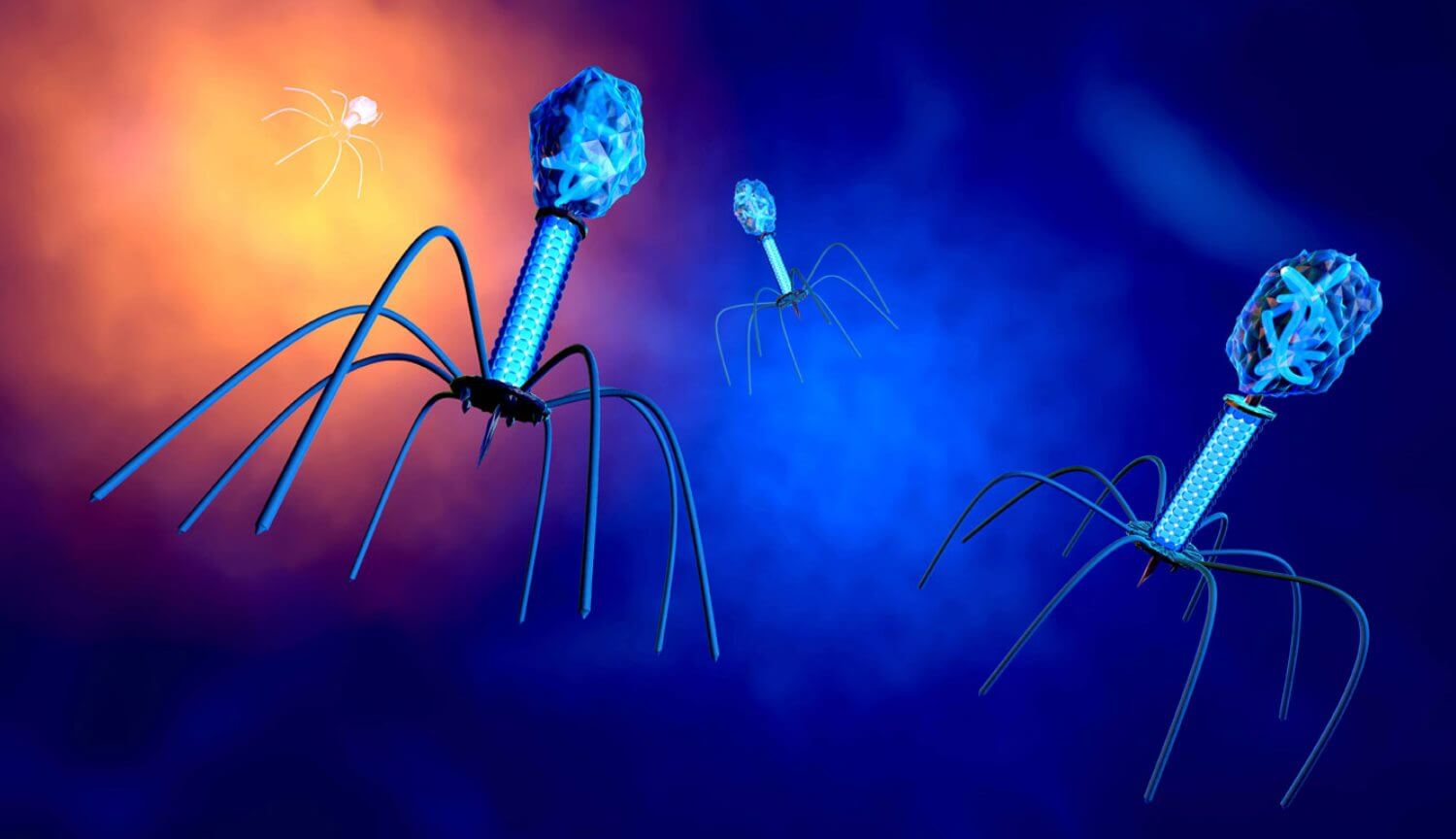 Модифицированные вирусы предотвратили смерть от инфекционного заболевания. Фото.