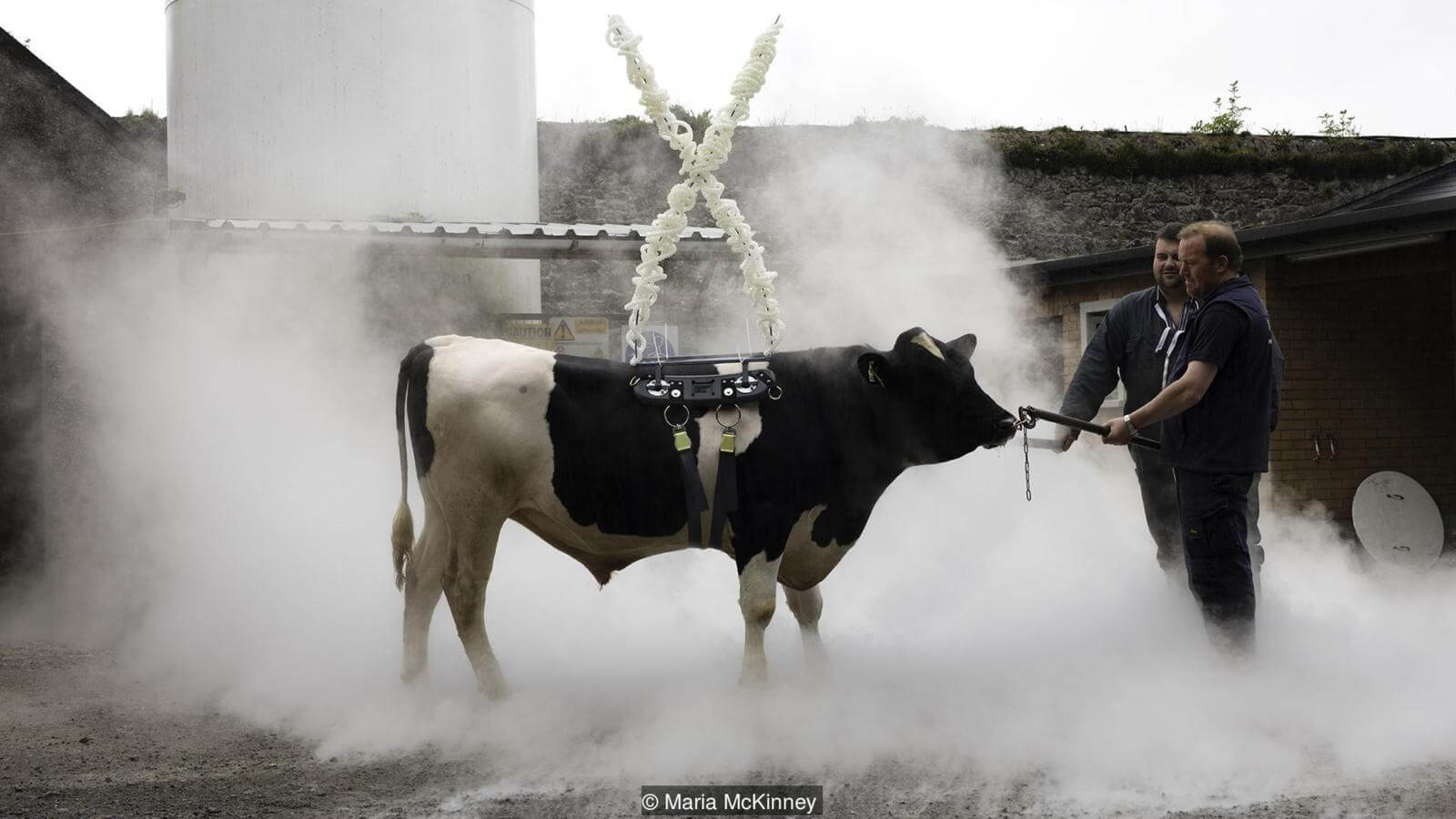 Просто бык. Почти. Фото.