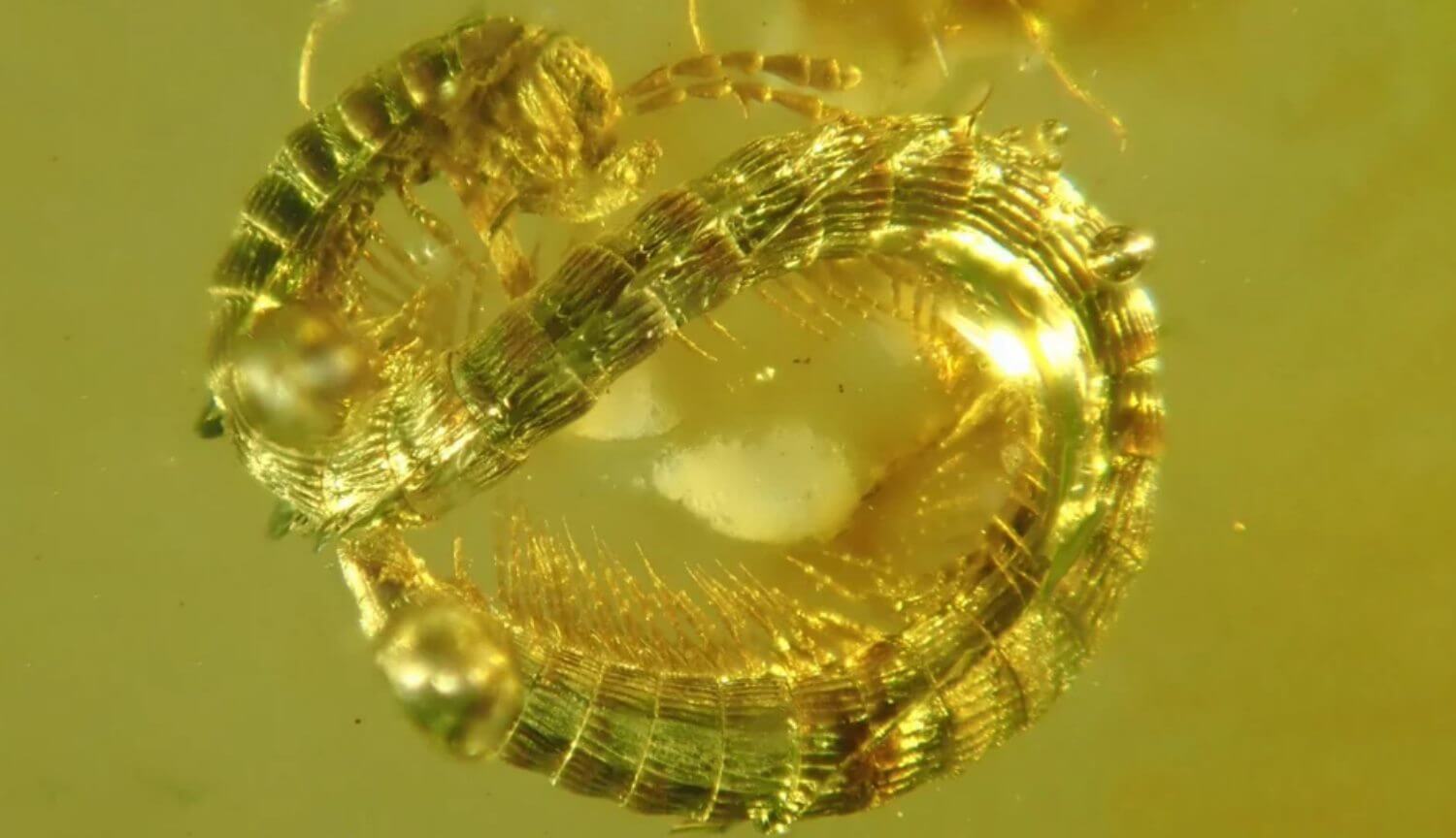 Обнаружен новый вид многоножек возрастом 99 миллионов лет — почему это большое открытие? Обнаружен новый вид многоножек возрастом 99 миллионов лет — почему это большое открытие? Фото.