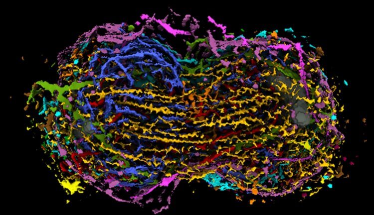 Биологи создали подробную модель деления клетки — изучить ее можно прямо сейчас. Фото.