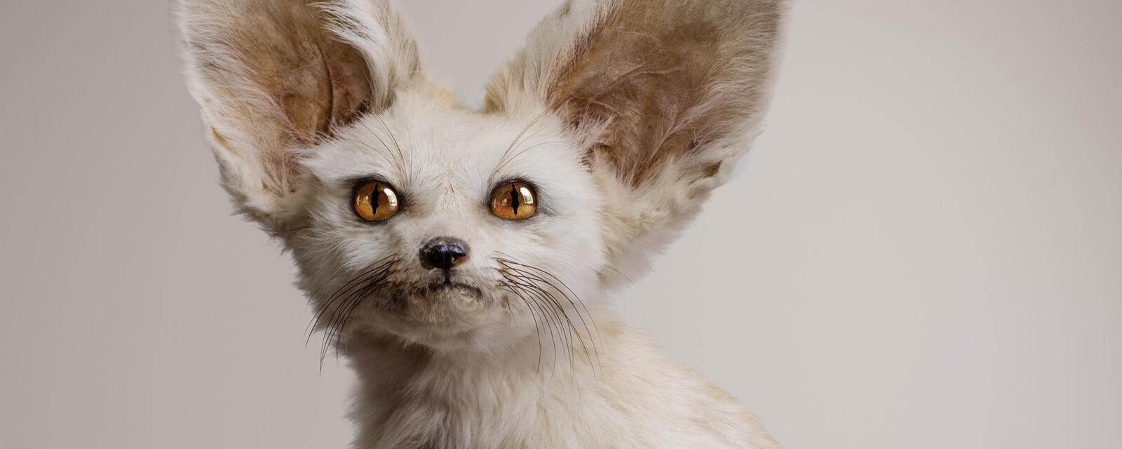 Природа способная создавать что-то причудливое и интересное. Фото.