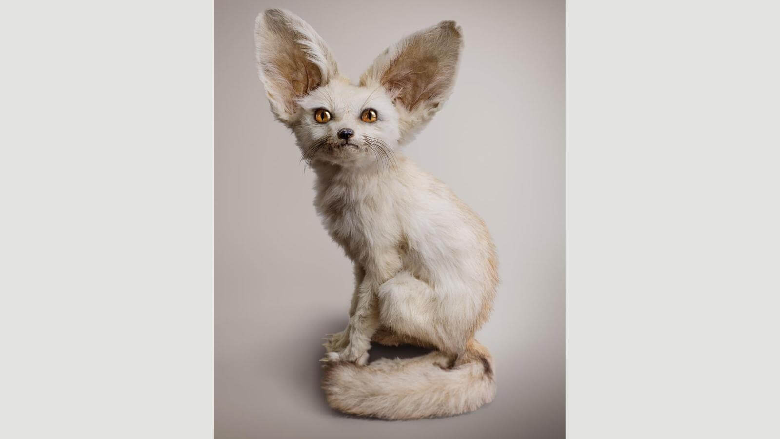 Фенек, он такой. Фото.