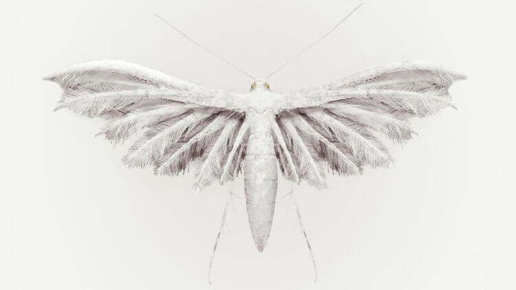 Человек и природа: конвергенция или дивергенция? Расправленные крылья — символ эволюции. Фото.