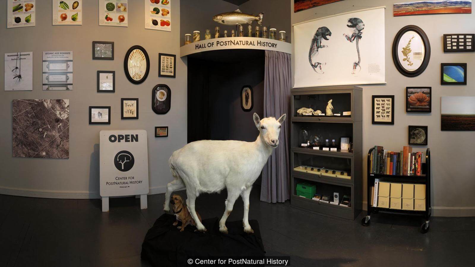 Классический козел. Фото.